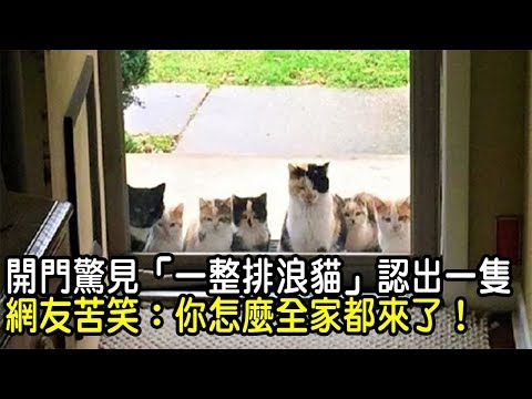 開門驚見「一整排浪貓」認出其中一隻後,網友苦笑: 你怎麼全家都來了!|貓貓搞笑